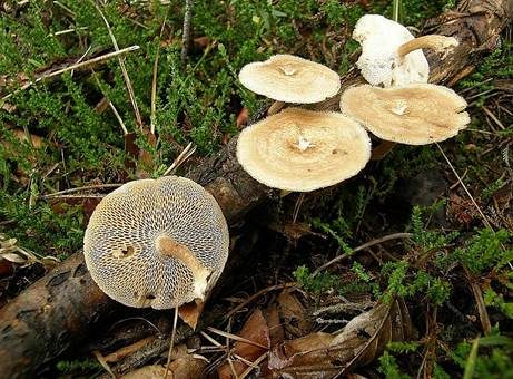 Weitlöcheriger Stielporling, Foto 2