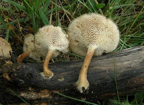 Weitlöcheriger Stielporling, Foto 3