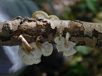 Weitlöcheriger Stielporling, Foto 13