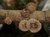 Weitlöcheriger Stielporling, Foto 15