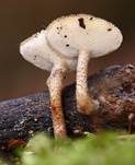 Weitlöcheriger Stielporling, Foto 17