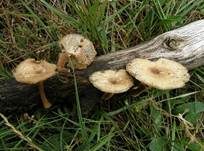 Weitlöcheriger Stielporling, Foto 11