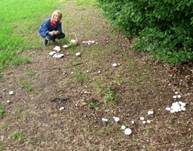 Wiesenchampignon, Foto 12