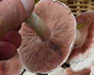 Wiesenchampignon, Foto 15