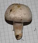 Wiesenchampignon, Foto 23
