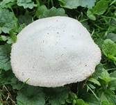 Wiesenchampignon, Foto 28