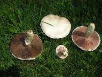Wiesenchampignon, Foto 29