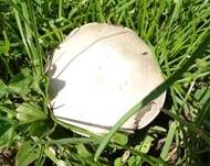 Wiesenchampignon, Foto 30