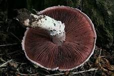 Wiesenchampignon, Foto 8