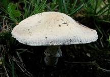 Wiesenchampignon, Foto 11