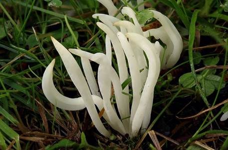 Wiesenkeule, Foto 3
