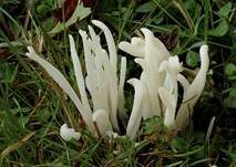 Wiesenkeule, Foto 13