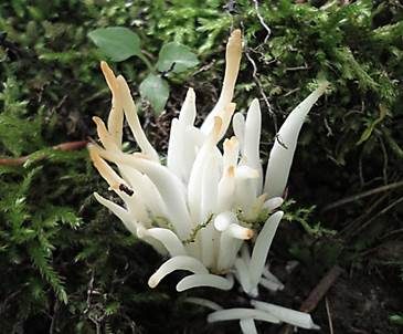 Wiesenkeule, Foto 5
