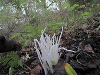 Wiesenkeule, Foto 7