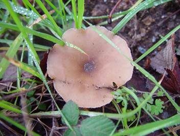 Wiesentrichterling, Foto 6