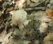 Wildschweingürtelfuß, Foto 18