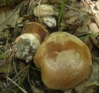 Wildschweingürtelfuß, Foto 6