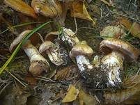 Wildschweingürtelfuß, Foto 7