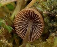 Wildschweinlosung-Faserling, Foto 12