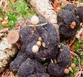 Wildschweinlosung-Faserling, Foto 8