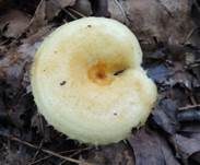Wimpernmilchling, Foto 7