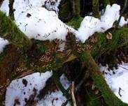 Winterhelmling, Foto 31