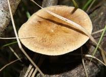 Winterporling, Foto 16