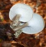Winterporling, Foto 39