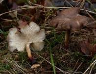Winterporling, Foto 6