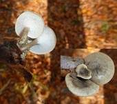 Winterporling, Foto 47