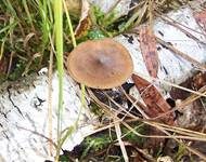 Winterporling, Foto 10