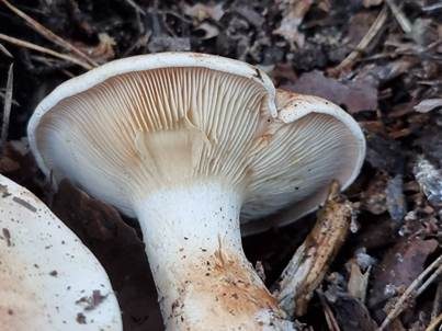 Wohlriechender Trichterling, Foto 3