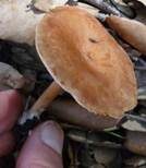 Wohlriechender Trichterling, Foto 15