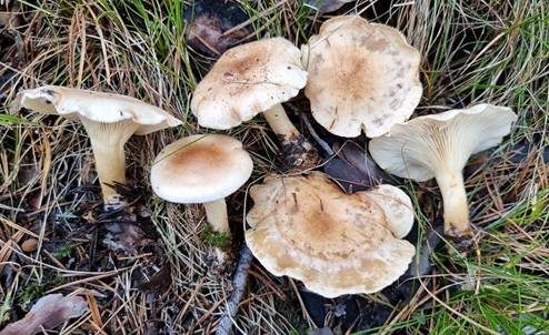 Wohlriechender Trichterling, Foto 4