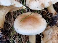Wohlriechender Trichterling, Foto 5