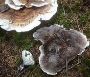 Wohlriechender Korkstacheling, Foto 8
