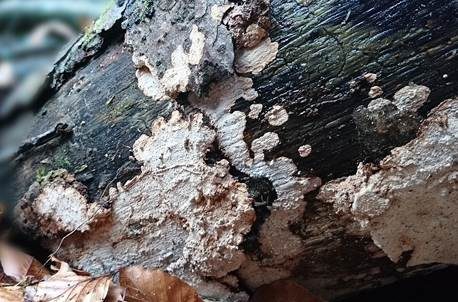 Wohlriechender Schichtpilz, Foto 4