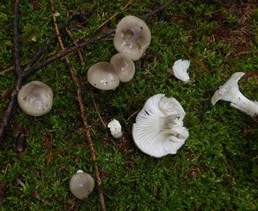Wohlriechender Schneckling, Foto 2