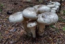 Wohlriechender Schneckling, Foto 12