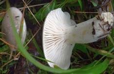 Wohlriechender Schneckling, Foto 13