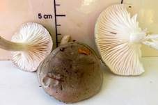 Wohlriechender Schneckling, Foto 20