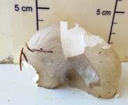 Wohlriechender Schneckling, Foto 21