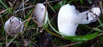 Wohlriechender Schneckling, Foto 22