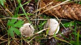 Wohlriechender Schneckling, Foto 23