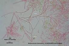 Wohlriechender Schneckling, Foto 37