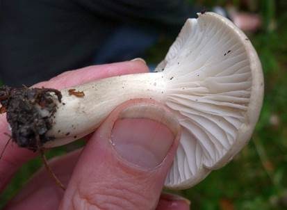Wohlriechender Schneckling, Foto 6