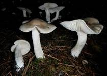 Wohlriechender Schneckling, Foto 9