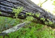 Wolfsflechte, Foto 19