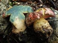 Wolfsröhrling, Foto 7