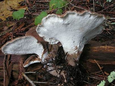 Brauner Haarstielporling, Foto 2